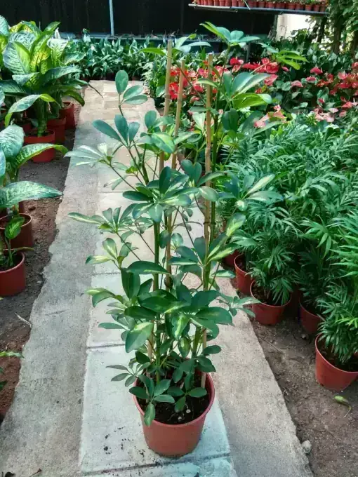 Schefflera Arboricola (Umbrella Tree)
